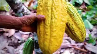 AMAZONAS: LA TIERRA DEL CACAO M&Aacute;S FINO DEL MUNDO