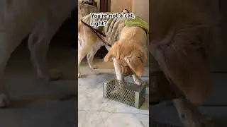 A real-life Disney moment. #jerry #goldenretriever #youtubeshorts #funny #shorts #shortvideo  🐀🦮