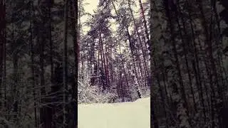 Amazing Winter Forest Road Walk Nature Snow Background video | No copyright footage | Free Download