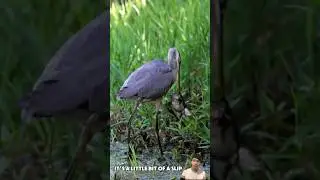 Chim diệc bắt ếch - heron catching frog