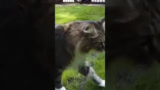 Unleashing Your Cat's Hunting Instincts Through Playing! #cat #catlover #pets #shorts