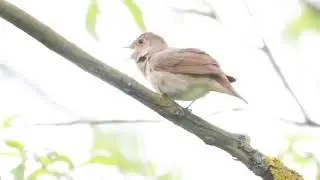 Thrush Nightingale's Magical Mimicry!