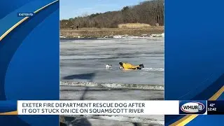 Exeter Fire Department rescue dog after it got stuck on ice on Squamscott River