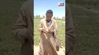 يا حلاوة الكنتالوب فى الغيط.. هنوريك بيحصدوه ازاى وسر مهم عشان تنقى كنتالوب معسل