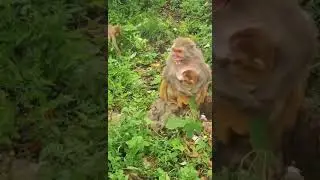 Oh...!! What Happen Mom Monkey Shout Loudly Like This?