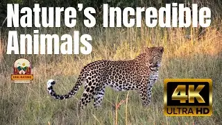 The Most Powerful Animals on Land