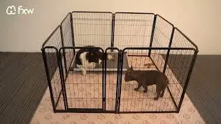 FXW Indoor Dog Essentials | Create a Safe & Comfortable Home for Your Pup