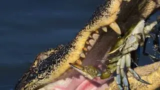 American Alligator: From Endangered to Thriving Species