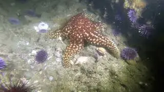 Night Dive at Refugio