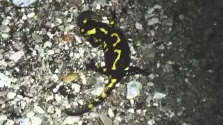 Salamandra salamandra vs Limax maximus