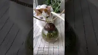 Watering my Stephania Erecta😍