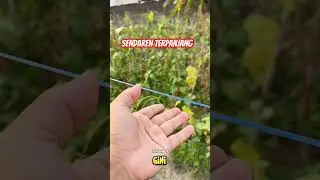 Sendaren Layangan Terpanjang di Dunia