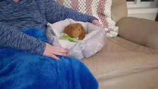 Боузер устанавливает свои границы.