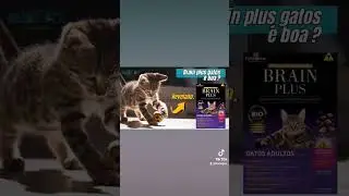 Ra&ccedil;&atilde;o Brain Plus Gatos &eacute; boa? ✅️ REVELADO. link nos coment&aacute;rios ⤵️ #shorts #gatos #petlover