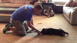 Puppy Achievement Examples
