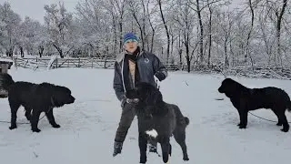 Лучшие овчарки породы Корби в питомнике Каталина Думитреску, страстного любителя овчарок. Округ П...