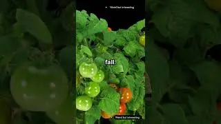 Tomato facts #shorts