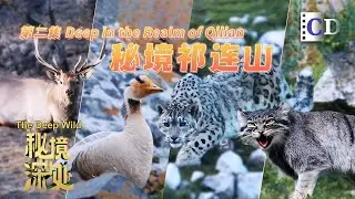 Born on the Cliffs: Survival Stories in the Qilian Mountains | China Documentary