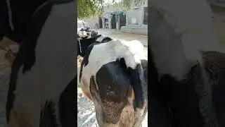 beautiful cow #animals #cow amirdogarvlogs