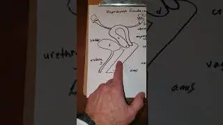Reproductive Female b | Mort Anat 2