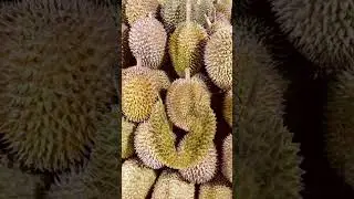 FAMOUS FRUIT  #shorts #trending #viral #durian #satisfying