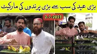 Birds Market Lalukhet 2-7-2023 Latest Update In Urdu/Hindi #birdsmarket #parrot #birds