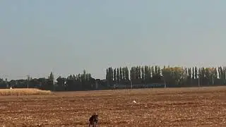 Galgos 2018