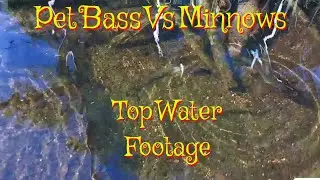 Ferocious Pet Bass Devours Minnows - Top Water Fish Pond Cam #fish #bass #fishing