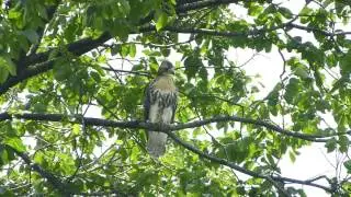 Baby red-tailed hawk branches in Tompkins Square - 2