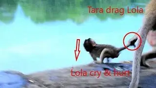 Poor baby Lola hurt super cry Tara dragging near fall out of stone, Lola arm still pain/Funny Monkey