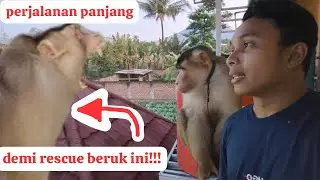 baru kali ini Rescue beruk sejauh ini cuma pengen liat beruk yang lebih besar daripada beruk bastian