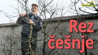 Rez češnje #cesnja #rez #cherry