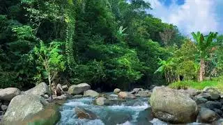 Forest Ambience Sounds with Stream and Birds,Healing Nature Sounds for Sleep and Relaxation #110