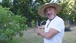 Figs Don&rsquo;t Fail From Hunger&hellip; They Fail From Thirst (Hydration Tips That Work)
