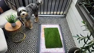 TidyFriend Dog Pee Pad Holder Tray Review – Does It Stop Leaks?