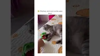 🐱 Adorable Kitten Playing | Funny Cat Video #Shorts