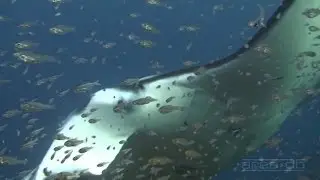Elektrofish - Underwater Ocean Chillout - Every Breeze