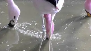 Flamingo filter-feeding close-up.