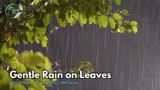 Close Up Rain on Leaves | Gentle Rain Sounds for Deep Sleep and Relaxation 8 Hours
