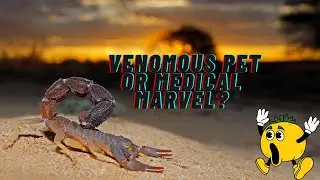 Deathstalker Scorpion: Venomous Pet or Medical Marvel? 😯😯😯 #wildlife #animals
