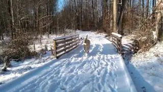 Gunnar running across bridge
