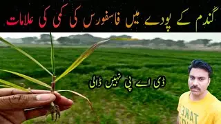 How to diagnose Phosphorus deficiency in Wheat plant |DAP foliar spray |Nitrophos use in wheat crop