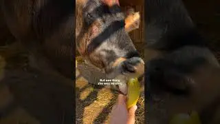 20 Year Old Rescue Cow Finds Her Soulmate | The Dodo