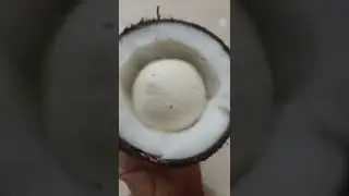 I saw a flower at  coconut