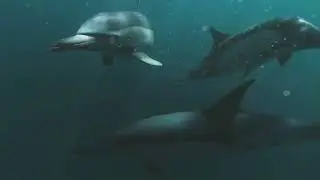 Подводный мир (about nature)