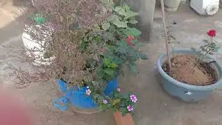 ,Part 2 in my home new plant growth 😎😎🫸🫷
