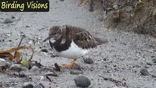 Turnstone foraging - hailstorm sweeps beach | Birds of Norway