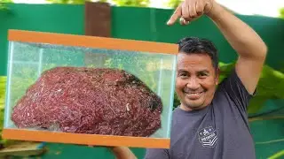 What Every Fish Keeper Should Know! Grow your Fish Faster with Natural Filtration system & Livefood