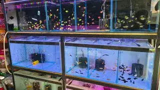 KING AQUARIUM METTUR SHOP TOUR#fishstore #fish #aquarium #betta  #guppy