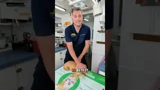 How to Brush Your Cat's Teeth